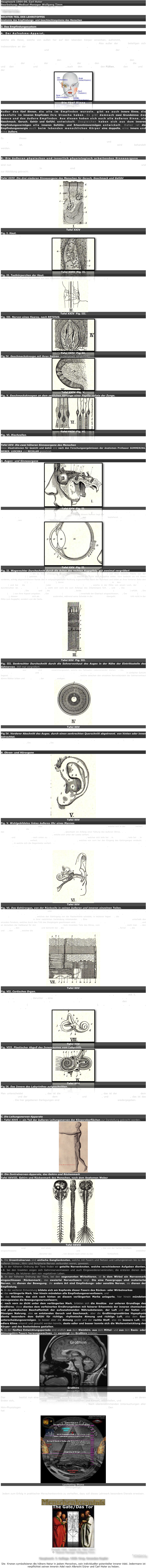 Hauptwerk 1904-06. Carl Huter
Bearbeitung: Medical-Manager Wolfgang Timm

FORTSETZUNG

SECHTER TEIL DES LEHRSTOFFES
Anatomie des Empfindungs- und Geschlechtssystems des Menschen

3. Das Empfindungssystem

A. Der Aufnahme-Apparat,

welche alle Reize, welche von außen her auf den lebenden Körper einwirken, aufnimmt, ist die gesamte Körperoberfläche, also die Haut mit den peripheren Sinnesorganen. Also außer der Haut beteiligen sich insbesondere an der Aufnahme z.B. des Schalles das äußere Ohr, des Lichts das äußere Auge, des Geruchs gewisse Teile der äußeren Nase und des Geschmackes der äußere Teil der Lippen mit der Zungenspitze. Das Gefühl bezw. das Empfinden ist aber über den gesamten Körper in der Haut verbreitet und an gewissen Stellen feiner und reizbarer als an anderen. Am stärksten ist das Empfinden in der Nähe und an den Übergängen der äußeren Geschlechtsorgane zu den inneren Eingängen, an der Zunge, unter der Nase, am Halse, vor der Stirn, an den weiblichen Brüsten, um die Augen und in den Fingerspitzen und inneren Handflächen, auch an den Zehen, unter den Füßen, unter den Armen und in der Kreuzgegend des Rückens.
￼
Die fünf Sinne
(Hinzugefügt)

Außer den fünf Sinnen, die alle im Empfinden wurzeln, gibt es auch innere Sinne, die ebenfalls im inneren Empfinden ihre Ursache haben. Es gibt demnach zwei Grundsinne: das innere und das äußere Empfinden. Aus diesen haben sich auch alle äußeren Sinne, als Geschmack, Geruch, Gehör und Gefühl, entwickelt. Desgleichen haben sich aus dem inneren Empfindungsvermögen alle inneren Gefühls- und Erkenntnisvermögen entwickelt. Daher ist die Empfindungsenergie auch beim lebenden menschlichen Körper eine doppelte, eine innere und eine äußere.

Es deckt sich dieses mit meiner aufgestellten Weltformellehre, welche ich schon im Ätherilion nachgewiesen habe, welche im Sonnensystem wiederkehrt, im Erdkörper in Erscheinung tritt und auch bei dem Lebewesen nachweisbar ist. Die Empfindungsverschiedenheit der Hautoberfläche des Körpers wird später behandelt werden.


B. Die äußeren physischen und innerlich physiologisch arbeitenden Sinnesorgane

sind nun Vorarbeitungsorgane für die inneren Verständnisorgane und Bewußtseinsvorgänge des Gehirns und des zentralen Nervenlebens. In Tafel XXIV und XXV sind die verschiedenen Sinnesorgane und ihr innerer Bau zur Abbildung gebracht.

Tafel XXIV. Die drei niederen Sinnesorgane des Menschen für Geruch, Geschmack und Gefühl
￼
Tafel XXIV
Fig. I. Haut. 
a) corp. Tactus, b) Nervenendkörperchen oder Ruffinische Endorgane, c) Arteria,
￼
Tafel XXIV  Fig. II.
Fig. II. Tastkörperchen der Haut.
Tastzelle und frei endigende Nervenfaser aus zwei Präparaten vereinigt. a) Tastkörperchen, b) Tastzelle, c) freie Endigung.
￼
Tafel XXIV  Fig. III.
Fig. III. Nerven eines Haares, nach RETZIUS.
￼
Tafel XXIV  Fig. IV.
Fig IV. Geschmacksknospe mit ihren Nerven (schematisch dargestellt).
￼
Tafel XXIV  Fig. V.
Fig. V. Geschmacksknospen an dem seitlichen Abhange einer Papilla vallata der Zunge.
￼
Tafel XXIV  Fig. VI.
Fig. VI. Riechzellen.


Tafel XXV. Die zwei höheren Sinnesorgane des Menschen
Diese Illustrationen für Gesicht und Gehör sind nach den Forschungsergebnissen der Anatomen Professor SOMMERING, WEBER, LUSCHKA und RECKLAM gezeichnet.


A. Augen- und Sinnesorgane
￼
Tafel XXV  Fig. II.
Fig. I. Ein Teil des äußeren Gesichts mit den Augenorganen und den Nerven der inneren Augehhöhle. 1. Sehnerv. 2. Gemeinsamer Bewegungsnerv für die Augenmuskeln. 3. Äußerer Bewegungsnerv. Unter diesem Nerven liegt der dreigeteilte Zungennerv. 4. Stirnnerv. 5. Nasennerv. 6. Augenganglion. 7. Die Wurzelfasern des Augenganglion, aus Bewegungsnerven bestehend. 8. Die Wurzelfasern des Augenganglion, aus Empfindungnervenfasern bestehend. 9. Nervenwurzeln aus den Fasern des Sympathikus. 10. Ziliarnerven.
￼
Tafel XXV  Fig. II.
Fig. II. Wagerechter Durchschnitt durch die Achse des rechten Augapfels, gut zweimal vergrößert
1. Bindehaut (Conjunctiva) bis zu ihrer Umbiegung gegen die Augenlider. 2. Hornhaut (Cornea) von ihrer hinteren Fläche von der Desormetschen Haut (b) gebildet. 3. Weiße Augenhaut (Sclerotica), welche die Form des Augapfels bildet. Vorn bedeckt sie mit ihrem vorderen, schräg abgeschnittenen Rande den in entgegengesetzter Richtung zugeschärften Rand der Hornhaut und bildet an ihrer hinteren Seite den Schlemmschen Kanal (c). 4. Gefäßhaut (Chorvidea), deren vorderer Teil 5 in das Ziliarband übergeht, in 6 den Strahlenkranz (Corpus cililare) und bei 7 die Regenbogenhaut (oder Blendung, Augenstern, Iris) bildet, welche in der Mitte von einem Loch, der Pupille, durchbrochen ist. 8. Nervenhaut (Retina), zieht sich vorn bis zum Anfange des Ziliarkörpers fort. 9. und 10. Die Glashaut mit den Strahlenblättchen. 11. Die vordere und 12. die hintere Augenkammer, beide von wässeriger Feuchtigkeit (Humor aqueus) erfüllt. 13. Die Linse (Lens) von ihrer Kapsel umgeben. 14. Der Glaskörper (Corpus vitreum) innerhalb der Glashaut eingeschlossen. 15. Der Sehnerv (Nervus opticus), dessen Nervenmark sich als Nervenhaut ausbreitet, während seine Scheide in die "Sclerotica" übergeht. Der Sehnerv tritt nicht in der Mitte zum Augapfel, sondern von der Seite.
￼
Tafel XXV  Fig. III.
Fig. III. Senkrechter Durchschnitt durch die Sehnervenhaut des Auges in der Nähe der Eintrittsstelle des Sehnerven, 350 mal vergrößert.
1. Stäbchenschicht aus Stäbchen und Zapfen zusammengesetzt, welche wie Pallisaden nebeneinander stehen. 2. Die äußere Schicht der Körner. 3. Zwischenkörnerlage und 4. innere Schicht der Körner. 5. Feine, körnige, graue Schicht. 6. Nervenzellen in einfacher Schicht liegend. 7. Faserbündel des Sehnerven im Querschnitte. 8. Feine Fasern, welche zwischen den einzelnen Nervenbündeln der Sehnervenhaut dünne Blätter bilden und bei 9.  auf 10. der Grenzhaut, endigen.
￼
Tafel XXV

Fig IV. Vorderer Abschnitt des Auges, durch einen senkrechten Querschnitt abgetrennt, von hinten oder innen betrachtet.
1. Durchschnitt der drei Augenhäute Sclerotica chorodia und retina. 2. Die Pupille. 3. Die Iris mit der Pigment-(Farben-) Schicht an ihrer hinteren Fläche. 4. Die Ziliarfortsätze. 5. Die ausgebuchtete Grenze, an welcher der Ziliarkörper beginnt.


B. Ohren- und Hörorgane
￼
Tafel XXV
Fig. V. Wohlgebildetes linkes äußeres Ohr eines Mannes.
a. bis b. Äußerer Umschlag, Saum oder Leiste, Helix des äußeren Ohres. a. Oberes Ende der Leiste, welche sich in der Muschel verliert. b. Stelle der Leiste, die in die Haut des Gesichtes übergeht. c. d. Vom Haupte frei abstehender Teil. e. Unteres Ende der Leiste, welches in das Ohrläppchen übergeht. f. bis m. Gegenleiste, anthelix, gleichsam ein Anfang einer Faltung des äußeren Ohres. f. g. Oberes doppeltes oder zweischenkeliges Ende der Ohrgegenleiste, welche sich unter der Leiste verliert. h. Vereinigung beider Schenkel der Gegenleiste des oberen f. und des unteren g. nach unten zu. i. k. Unteres Ende der Gegenleiste, welches sich teils bei i. in die Muschel, teils bei k. in die Gegenecke, antitragus m. verliert. l. Ecke, tragus, des äußeren Ohres, welches von vorn her den Eingang des Gehörganges verdeckt. m. Gegenecke, in welche sich die Gegenleiste verliert. n. Das Ohrläppchen, auricula. o. Rinne zwischen der Leiste und der Gegenleiste, fossa scaphoidea. p. Ovale oder dreieckige Vertiefung zwischen den Schenkeln der Gegenleiste, fossa ovalis s. triangularis. q. Muschelförmige Vertiefung, concha. r. Anfgang des Gehörorganes.
￼
Tafel XXV
Fig. VI. Das Gehörorgan, von der Rückseite in seinen äußeren und inneren einzelnen Teilen.
a. Äußeres Ohr, Ohrmuschel. t. Trommel oder Paukenhöhle. l. Labyrinth. 1. Helix, Ohrleiste. 2. Antihelix, Gegenleiste. 3. Tragus, vordere Ohrklappe. 4. Antitragus, hintere Ohrklappe. 5. Ohrläppchen. 6. Ohrmuschel. 7. Kahnförmige Grube. 8. Äußerer Gehörgang, führt 9. gegen das Trommelfell, welches den Gehörgang von der Paukenhöhle scheidet; in letzterer liegen 10. die drei Gehörknöchelchen, Hammer, Ambos, Steigbügel in ihrer natürlichen Verbindung miteinander. 11. Eine Vorragung im Innern der Paukenhöhle unterhalb des eirunden Fensters, welches durch den Tritt des Steigbügels geschlossen wird. 12. Das runde Fenster. 13. Die Ohrtrompete, tuba Eustachii, und an derselben der Halbkanal für den Muskel tensor tympani. Vom innersten Teile des Ohres, vom knöchernen Labyrinthe, sieht man 14. den hinteren, 16. den oberen Bogengang und bemerkt bei l. die flaschenförmigen Erweiterungen der Bogengänge, ferner  17. die Schnecke und 18. den Vorhof, welcher die Mitte des Labyrinthes bildet zwischen Bogengängen, Schnecke und Paukenhöhle.
￼
Tafel XXV
Fig. VII. Cortisches Organ.
1. Zarte Schleimhaut Epithelial-Zellen. 2. Cortische Deckhaut in 3 angewachsen. 4. Netzhaut mit 5. freiem Rande. 6. Schleimhaut, darunter 7. eine festere Unterlage. 8. Kleine Ösen für Nervenfasern. 9. Fasern erster Reihe. 10. Fasern zweiter Reihe. 11. Cortische Fasern. 12. Gelenkverbindungen zwischen den Fasern erster und zweiter Reihe (inneres und äußeres Glied des Cortischen Organes). 13. Nervenfasern. 14. Grundhaut, gestreifter Teil. 15. Ansatzstelle der Grundhaut. 16. Blutgefäße unter der Grundhaut.
￼
Tafel XXV
Fig. VIII. Plastischer Abguß des Innenraumes vom Labyrinth.
￼
Tafel XXV
Fig IX. Das Innere des Labyrinthes aufgeschnitten.

Man unterscheidet das äußere Ohr, das ist die Ohrmuschel, das mittlere Ohr, das ist der Gehörorgan mit dem Trommelfell und der Paukenhöhle mit dem Hammer, Ambos und Steigbügel, und das hintere Ohr, das ist das Labyrinth. Die hier gegebenen Darlegungen sind größtenteils nach der Auffassung RECLAMs wiedergegeben.

Wie diese Sinnesorgane die Reize aufnehmen und in sich verarbeiten, so geben sie dieselben an den Leitungsnerven-Apparat weiter.

C. Die Leitungsnerven-Apparate
In Tafel XXVI ist ein Teil der äußeren Leitungsnerven der Körperoberflächen zur Darstellung gebracht worden.
￼
D. Die Zentralnerven-Apparate, das Gehirn und Rückenmark
Tafel XXVIII. Gehirn und Rückenmark des Menschen, nach dem Anatomen Weber
￼
Tafel XXVII
Die mittlere Figur zeigt Rückenmark und einen Teil des Großhirnbasislappen von vorn. Links, das von der harten Hirnhaut, dura mater, eingeschlossene große Gehirn, cerebrum, kleines Gehirn, cerebellum und Rückenmark, medula spinalis. Rechtsseitig oben entblößter Großhirnlappen des Hinterhauptes, darunter das Kleinhirn, von diesem nach unten zu das Rückenmark fortlaufend.

1. Die Urzentralnerven sind einfache Ganglienknoten, welche mit Fasern und Netzen und Leitungsnerven bis zu den äußeren Sinnes-, Hirn- und Peripherie-Nerven verbunden waren, gewesen.
2. In der höheren Ordnung der Tiere finden wir geteilte Nervenknoten, welche verschiedenen Aufgaben dienten, z.B. bei den Insekten zeigen sich Gehirnnervenmassen und auch Eingeweidenervenknoten; die ersteren dienen dem Bewußtsein, die letzteren dem rein vegetativen Leben.
3. In der höheren Ordnung der Tiere, bei den sogenannten Wirbeltieren, ist in dem Wirbel ein Nervenmark eingeschlossen (Rückenmark), das zweierlei Nervenfasern zeigt. Die eine Fasergruppe sind motorische Nerven, sie dienen der Bewegung; die andere Art sind Empfindungs- oder sensible Nerven, sie dienen der Empfindung.
4. In der weiteren Entwicklung bildete sich am Kopfende dieser Fasern des Rücken- oder Wirbelmarkes
a) das verlängerte Mark, hier hinein mündeten alle Empfindungsnervenfasern, und
b) das Kleinhirn, das sich nach hinten an diesem verlängerten Marke anlagerte, hier hinein mündeten vorzugsweise die Bewegungsnervenfasern;
c) nach vorn zu dicht unter dem verlängerten Mark, bildeten sich die Ansätze  zur unteren Grundlage des Großhirns; diese dienten dem verfeinerten Ernährungsleben mit feinerer Erkenntnis der inneren chemischen und physikalischen Beschaffenheit der aufzunehmenden Nährsubstanzen, der Luft und der festen und flüssigen Nahrung, also es entstanden Geruch und Geschmack; aber die Großhirngrunddrüse Hypophysis diente besondern dem Gefühl für richtige, rhythmische Atmung und richtige Luft, also dem Gas-unterscheidungsvermögen. Je besser aber die Atmung geübt und der rechte Stoff, also die bessere Luft, das edlere Klima erkannt und gesucht werden konnte, desto edler und besser konnte sich die Weiterentwicklung des Körper- und des Seelenlebens gestalten.
5. In der fünften Entwicklungsperiode sind endlich aus dem Kleinhirn, aus dem Mittel- und aus dem Basis- oder Atmungshirn Fasern herausgewachsen, die vereinigt das Großhirn bildeten.
￼
Großhirn
(Hinzugefügt)

Das Großhirn besitzt nun eine weiße und eine graue Substanz. Die weiße Substanz sind Faserbündel, an deren Enden sich, wie Knoten, Kelche und Blüten, teilweise mit Körnchen und Kernen, anschließen, und diese Blumen und Knoten bilden vereinigt die graue oder periphere Hirnsubstanz. Nach übereinstimmenden Untersuchungen aller Hirn-Physiologen sollen hierin die Hauptbewußtseinsvorgänge zustande kommen. Den Faserbau des Großhirns hat Dr. med. GALL, der Begründer der Phrenologie, nachgewiesen.

￼
Levitating Stone
(Hinzugefügt)
Jedem zum Erfolg in praktischer Menschenkenntnis zu verhelfen, dazu soll dieses Lehrwerk besondere Dienste erweisen.

￼
￼
Erstellt 1994. Update 26. März 2007.
© Medical-Manager Wolfgang Timm
Fortsetzung
Hauptwerk. 2. Auflage. 1929. Hrsg. Amandus Kupfer

Die  Kronen symbolisieren die höhere Natur in jedem Menschen, sein individueller potentieller innerer Adel. Jedermann ist verpflichtet seinen inneren Adel nach Albrecht Dürer und Carl Huter zu heben.