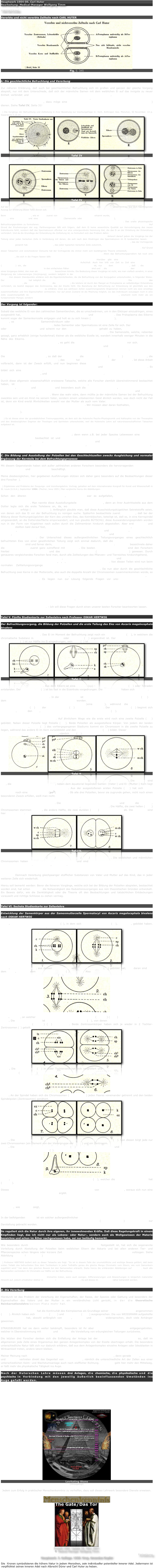 Hauptwerk 1904-06. Carl Huter
Bearbeitung: Medical-Manager Wolfgang Timm

FORTSETZUNG

Vererbte und nicht vererbte Zellteile nach CARL HUTER
￼
Fig. S. 345


b) Die geschlechtliche Befruchtung und Vererbung

Zur näheren Erklärung, daß auch bei geschlechtlicher Befruchtung sich im großen und ganzen der gleiche Vorgang abspielt, nur mit dem Unterschiede, daß sich der männliche Samen mit dem weiblichen Ei auf das innigste zu neuer Einheit verbindet und dann diese vereinigte Zweieinigkeit sich wieder so teilt, daß in jeder nachfolgenden Neuzelle, welche aus der befruchteten Ureinheitszelle entsteht, alle väterlichen und mütterlichen Elemente genau weiter vererbt werden, dazu möge eine sehr hübsche Darstellungsweise des Professors BOVERI*)  dienen. Siehe Tafel IV, Seite 31!

*) Die Vorgänge der Befruchtung und Zellteilung in ihrer Beziehung zur Veerbungsfrage in: Verh. Anthropol. Ges. München, 30 November. 13 p. Separatum T.13.14.
￼￼￼

Tafel IV


￼￼￼
Tafel IV

Auf der 73. Versammlung deutscher Naturforscher und Ärzte hielt Professor BOVERI aus Würzburg einen Vortrag, aus dem nachfolgender Auszug zur Erklärung dieser Tafel dienen soll.

Beim Befruchtungsvorgang, wie er 1875 zuerst von O. HERTWIG bei den See-Igeln erkannt wurde, verschmolzen zwei höchst ungleiche Zellen, eine männliche und eine weibliche Keimzelle (Samenzelle oder Spermatozoon und Eizelle), zu einer Zelle, aus der durch fortgesetzte Zweiteilung alle die Millionen oder Billionen Zellen des neuen Individuums hervorgehen. Das uralte physiologische Befruchtungsproblem zu formulieren: Was bringt das Spermatozoon in die Eizelle hinein, um dieselbe zur Entwicklung anzuregen? Auf Grund der Erscheinungen der sog. Parthenogenese läßt sich folgern, daß dem Ei keine wesentliche Qualität zur Hervorbringung des neuen Individuums fehlt, sondern daß das Spermatozoon offenbar nur eine untergeordnete Hemmung löst, die das Ei an der Einleitung der Entwicklung verhindert. Und da die Grundlage der Entwicklung die Zellteilung ist, so formuliert sich das Problem dahin: Was fehlt dem Ei, daß es sich nicht zu teilen vermag, was bringt das Spermatozoon neues hinein, um die Teilung zu ermöglichen? Antwort darauf geben die Vorgänge bei der Teilung einer jeden tierischen Zelle in Verbindung mit denen, die sich nach dem Eindringen des Spermatozoon im Ei beobachten lassen. Das Leitende bei der Kern- und Zellteilung ist ein kleines, außerhalb des Kerns, im Protoplasma gelegenes Körperchen, das der Vortragende Zentrosoma genannt hat. Dieses Teilungsorgan, das jeder typischen tierischen Zelle zukommt, bildet sich im Ei vor der Befruchtung zurück und wird ersetzt durch dasjenige des Spermatozoon, von dem nun alle Zentrosomen des neuen Individuums abstammen. Auf Grund dieser Tatsachen und verschiedener Versuche hat der Vortragende die immer mehr sich bestätigende Theorie entwickelt, daß die befruchtende Wirkung des Spermatozoon ausschließlich auf der Einführung des Zentrosoma beruht. Allein das Befruchtungsproblem hat noch eine zweite Seite, die sich in die Fragen fassen läßt: Weshalb verschmelzen überhaupt zwei Keimzellen miteinander, und warum sind sie so hochgradig voneinander verschieden? Hierüber gibt eine vergleichende Betrachtung geschlechtlicher Vorgänge bis zu den einzelligen Wesen zurück Aufschluß. Auch hier tritt von Zeit zu Zeit eine Zellenpaarung (Konjugation) ein, die der Paarung von Eizelle und Samenzelle vergleichbar ist, nur mit dem Unterschiede, daß 1. die beiden konjugierenden zellulären Individuen in den einfachsten Fällen vollkommen gleich sind und 2. die Zellenpaarung nicht den Ausgangspunkt eines Vorganges bildet, den man als "Entwicklung" bezeichnen könnte. Die Bedeutung dieser Vorgänge ist nicht, wie man vielfach annahm, in einer Steigerung der Lebensenergie (Verjüngung), sondern lediglich in der Mischung der individuellen Eigenschaften zweier Zellen in einer zu sehen. Von diesem Standpunkte erklären sich die Eigentümlichkeiten, die die Befruchtung von der Konjugation unterscheiden, in folgender Weise: Der sexuelle Gegensatz hat lediglich die Bedeutung einer Arbeitsteilung, kombiniert mit reziproker Hemmung. Die Eizelle liefert das ganze Protoplasma, die Samenzelle sorgt für die Vereinigung; die letztere ist durch den Mangel an Protoplasma an selbständiger Entwicklung verhindert, sie besitzt dagegen das Zentrosoma, das der Eizelle fehlt. Die Beziehung der Befruchtung zur Entwicklung ist gleichfalls aus den Bedürfnissen der Qualitätenmischung zu erklären. Zwei aus zahllosen Zellen zusammengesetzte Organismen können nicht wie zwei einzellige zusammenfließen und ihre Eigenschaften vermischen; nur auf jenen Zustand ist die Mischung möglich, wo das Individuum sozusagen noch in eine Zelle zusammengefaßt ist. Die Unfähigkeit von Ei- und Samenzelle, sich selbständig zu entwickeln, erscheint nicht mehr als ein fundamentaler Mangel, sondern als ein Verzicht zu dem Zweck, eine Qualitätenmischung herbeizuführen.

Der Vorgang ist folgender:

Sobald das weibliche Ei von den zahlreichen Samentierchen, die es umschwärmen, um in den Eikörper einzudringen, eines ausgewählt hat, öffnet es sich diesem einen gewählten Liebling und läßt ihn hinein. Das Protoplasma des Eikerns kommt sogar der Samenkernzelle entgegen und holt es zu sich hinein (Empfängnishügel), hinterher schließt es sich sofort, so daß kein zweites Samenindividuum oder Spermatozoo mit hineindringen kann. Zu diesem Zwecke bildet es sogar eine neue Schutzhaut. Jedes Samentier oder Spermatozoo ist eine Zelle für sich. Der Samenschwanz oder Faden geht zugrunde und scheint nur den mechanischen Zweck gehabt zu haben, der Samenzelle eine größere Elastizität und Energie bei den Bewegungen desselben zu verleihen. Die Samenzelle, welche, nebenbei gesagt, ganz erheblich (einige hundertmal) kleiner als die weibliche Eizelle ist, wandert innerhalb weniger Minuten in die Nähe des Eikerns. Das jetzt sehr kräftig strahlende Zentrosom der Samenzelle lagert sich zwischen die Kernsubstanzen des Ei- wie Samenkerns, es geht die gewöhnliche Spaltung der Schleifen vor sich. Jetzt teilt sich das Zentrosoma in zwei Teile beide wandern schnell zu den Polen und richten von dort aus mit ihren Spindeln und Strahlen die in der Äquatorebene sich befindenden Eikern- und Samenkernteile.

Die Teile werden ausgewechselt, so daß der A-Strahlpol die Hälfte Kernteile (Schleifen) vom Samenkern, die andere Hälfte vom Eikern zu sich hinzieht; das gleiche tut im umgekehrten Falle der B-Strahlpol. Ist diese Arbeit vollbracht, dann ist der Zweck erfüllt, und nun beginnen diese gleichviel väterlichen wie auch mütterlichen Kernteile beiderseits sich zu einem neuen Kern zusammenzuballen und auf das innigste zu vereinigen. Es bildet sich eine Kernmembran. Mit diesen zwei Neukernbildungen schnürt sich in der Äquatorebene die ursprüngliche Mutterzelle ab, und es sind nun zwei neue Zellen entstanden.

Durch diese allgemein wissenschaftlich erwiesene Tatsache, welche alle Forscher ziemlich übereinstimmend beobachtet haben, ist ein für allemal der ungeheuerliche Aberglaube, den manche unwissenschaftlich gebildete Spiritisten, Sektierer und Theosophen und besonders auch die Mormonen verbreiten, daß bei der Neubildung des Lebens ein in der Luft schwebender unsichtbarer Geist in den Eikern des Weibes schlüpfe und dort das Leben der Frucht bewirke, gestürzt. Wenn das wahr wäre, dann müßte ja der männliche Samen bei der Befruchtung zwecklos sein und ein Kind nie seinem Vater, sondern einem unbekannten Geist ähnlich werden, was doch nicht der Fall ist, denn ein Kind ererbt Ähnlichkeiten sowohl von der Mutter als auch vom Vater. Daß aber andere geistige Kräfte noch beeinflussend wirken können, das glaube ich bestimmt. Wir müssen aber daran festhalten, daß mütterliche und väterliche Elemente, sowohl materielle als auch geistige, die grundlegenden bei der Zeugung eines Kindes sind**).

**) Es ist dieses einer der grundsätzlichen Trennungspunkte, an dem sich die Hutersche Psycho-Physiognomik und Kallisophie von der Theosophie und den diesbezüglichen Dogmen der Theologen und Spiritisten unterscheidet, weil die Hutersche Lehre auf naturwissenschaftlichen Tatsachen aufgebaut ist.

Bei dieser Befruchtungsfrage stieß nun die Wissenschaft auf ein Rätsel in bezug auf die Kernspaltteile des mütterlichen Ei- und des väterlichen Samenkerns; denn wenn z.B. bei jeder Spezies Lebewesen eine typische mathematische Formel beobachtet ist und die Formel lautet z.B. beim Menschen, jede Zelle enthält 24 Kernteile, wie kommt es dann, daß die weibliche Eikernzelle mit 24 und die männliche Samenkernzelle mit 24 chromatischen Teilen, welche zusammen 48 Teile ausmachen, doch nur 24 Teile bei der Neubildung ergeben.


C. Die Bildung und Ausstoßung der Polzellen bei den Geschlechtszellen zwecks Ausgleichung und normaler Ergänzung der Kernteile bei dem Befruchtungsprozesse

Mit diesem Gegenstande haben sich außer zahlreichen anderen Forschern besonders die hervorragenden Embryologen OSKAR HERTWIG und VAN BENEDEN beschäftigt.

Meine diesbezüglichen, hier gegebenen Ausführungen stützen sich daher ganz besonders auf die Beobachtungen dieser drei Forscher*).

*) Ergebnisse und Probleme der Zeugungs- und Vererbungslehre. Vortrag, gehalten auf dem internationalen Kongreß für Kunst und Wissenschaft in St. Louis (U.S.A.), September 1904. (Fischer, Jena 1905.) Man vergleiche hierzu die Abbildungen.

Schon den älteren Zoologen FRITZ MÜLLER, LOVEN u.a. war es aufgefallen, daß von der Eizelle der verschiedensten Tiere kurze Zeit vor oder während der Befruchtung zwei kleine Protoplasmakügelchen ausgestoßen wurden. Man nannte diese Ausstoßungsteile "Richtungskörper", denn an ihrer Austrittsstelle aus dem Dotter legte sich die erste Teilebene an, da, wo die Einschnürung der Mutterzelle zwecks Bildung zweier Tochterzellen erfolgt (Äquatorebene). Anfänglich glaubte man, daß diese Ausscheidungskügelchen Sekretstoffe seien, von denen sich das Ei vor der Befruchtung zu reinigen suche. Späterhin beobachtete zuerst BÜTSCHLI, daß bei der Bildung dieser Richtungskügelchen der Kern des unreifen Eies, das Keimbläschen, beteiligt ist, daß es, in eine Kernspindel umgewandelt, an die Dotteroberfläche emporwandert, und nun glaubte BÜTSCHLI, diese Auswanderungsspindeln würden nun in der Form von Kügelchen nach außen durch die Zellmembran hindurch abgestoßen. Aber erst GIRARD und HERTWIG stellten bald darauf fest, daß erstens die Richtungskügelchen nicht durch Ausstoßung, sondern durch zwei echte, unmittelbar aufeinanderfolgende Teilungen zustande kamen und daß zweitens, bei der zweiten Teilung, die Hälfte der Spindel und der Chromosomen im Ei zurückblieb und hier den neuen Kern des reifenden Eies bildeten. Der Unterschied dieses außergewöhnlichen Teilungsvorganges eines geschlechtlich befruchteten Eies von einer gewöhnlichen Teilung zeigt sich einmal dadurch, daß die Teilungsprodukte von sehr ungleicher Größe sind und ferner darin, daß dieser Vorteilung die Hauptteilung folgt. HERTWIG bezeichnete daher die Richtungskörper zuerst ganz zutreffend mit Polzellen. Die besten Beobachtungsobjekte sind den Forschern hierbei das Ei der Echinodermen und das des Pferdespulwurmes (Ascaris megalocephala) gewesen. Durch genaueres vergleichendes Forschen fand man, durch alle Zellteilungen des Pflanzen- und Tierreiches hindurchgehend, die Bedeutung der chromatischen Kernsubstanz, die sich zum langen Faden entwickelt und genau der Länge nach in zwei Hälften und der Breite nach in 4, 6, 7, 8 oder mehr gleiche Teile teilt. Von diesen Teilen wird nun beim normalen Zellteilungsvorgange je eine Hälfte der Gesamtanzahl von den zwei polargestellten Zentrosomstrahlkörpern zur Neubildung der Tochterkerne angezogen. Da nun aber durch die geschlechtliche Befruchtung zwei Kerne in der Mutterzelle, also auch die doppelte Anzahl der Chromosomen zusammenkommen würde, so trifft die Natur in weiser Fürsorge Vorkehrungen, daß eine Reduzierung der Kernteile derart stattfindet, daß das Zahlengesetz stimmt. Es liegen nun zur Lösung folgende Fragen vor uns: Wird die Hälfte der Chromosomkernteile des eingedrungenen Samenkerns, wie auch der des schon vorhandenen Mutterzellenkerns in der Form dieser Richtungskörper nach außen hinausgestoßen? - Wird hierdurch die Anzahl der Chromosomen des mütterlichen und des väterlichen Samenkerns je auf eine im entwickelnden Ei verbleibende Hälfte vermindert, so daß diese beiden Hälften dann zusammen die genaue Anzahl des Zahlenverhältnisses bilden, das dann weiterhin durch alle weiteren Teilungen des Wachstums und der Zellvermehrung und Differenzierung sich vollzieht? - Bei allen Spezies, im Tier- sowohl wie im Pflanzenreich, ist, wie schon erwähnt, ein bestimmtes Zahlengesetz der chromatischen Spaltungsteile nachgewiesen. - Ich will diese Fragen durch einen unserer besten Forscher beantworten lassen.


Tafel V. Fünfte Studienkarte zur Zellenlehre nach Professor OSKAR HERTWIG

Der Befruchtungsvorgang, die Bildung der Polzellen und die erste Teilung des Eies von Ascaris megalocephala bivalens

Fig. 1. Befruchtungsmoment. Das Ei im Moment der Befruchtung zeigt noch ein Keimbläschen (kb), in welchem die chromatische Substanz in zwei Vierergruppen oder Tetraden (ch) angeordnet ist. Der einer Spitzkugel ähnliche Samenkörper (s) ist zur Hälfte ins Ei eingedrungen, sein Kern (k) ist aus zwei Chromosomen zusammengesetzt.
￼￼￼
Tafel V.

Fig. 2. Paarige Spindelbildung. Aus dem Eikern ist eine Spindel (sp) mit zwei Vierergruppen (ch) oder Tetraden entstanden. Der Samenkörper (s) ist bis fast in die Eizentrale vorgedrungen. Die Samenkerne haben sich gerichtet.

Fig. 3. Erste Knospung der Polzelle. In der Äquatorebene ist am sogenannten Eipol die erste Polzelle (pz1) an dem Konzentrierungspunkt der Außenspindel gebildet worden. Diese Polzelle empfängt von jeder Tetrade der Spindel zwei paarweise verbundene Chromosomen (eine Dyade), während die anderen zwei Chromosomenpaare (ch) mit der halben Spindel (sp) im Ei zurückbleiben. Der Samenkörper (sk) beginnt sich aufzulösen, bis auf den Kern, der sich zu einem Bläschen umzuwandeln beginnt (ch).

Fig. 4. Zweite Knospung der Polzellen. Auf ähnlichem Wege wie die erste wird noch eine zweite Polzelle (pz2) gebildet. Neben dieser Polzelle liegt Polzelle (pz1). Beide Polzellen als ausgestoßene Körper. Von jedem der beiden Chromosomenpaare, Fig. 3 (ch) des vorhergegangenen Stadiums kommt ein Chromosom in die zweite Polzelle zu liegen, während das andere Ei im Kern zurückbleibt und den bleibenden Eikern (eik) bildet. Dieser enthält nun genau so viel Chromosomen wie der Samenkern, nämlich zwei (ch).
￼￼￼
Tafel V.

Fig. 5. Eikern und Samenkern mit gleichviel Kernsubstanzen (Chromosomen) nähern sich. Die Eikerne sind hell, die Samenkerne dunkel dargestellt, neben dem äquatorial liegenden Samen- (Vater-) und Ei- (Mutter-) Kern liegt axial gegenüber je ein Zentrosomakörperchen. Aus der ausgestoßenen ersten Polzelle (pz1) hat sich durch Knospung noch eine dritte Polzelle (pz3) gebildet. Ob alle drei Polzellen, bevor sie zugrunde gehen, nicht noch einen besonderen Zweck erfüllen, weiß man nicht.

Fig. 6. Ei- und Samenkern mit Spindeln. Die zwei Zentrosomen nähern sich den Polen und ziehen die Spindeln, welche sich an den Ei- und Samenchromosomen bildeten, zentral mit sich fort. Die Hälfte, die zwei hellen (w ch) Chromosomen stammen vom Ei, die andere Hälfte, die zwei dunklen (m ch) vom Samenkern ab. Die Polzellen sind hier weggelassen.
￼￼
Tafel V.

Fig. 7. Spaltung der weiblichen (w ch) und männlichen (m ch) Chromosomen. Die weiblichen und männlichen Chromosomen haben sich der Länge nach gespalten und sind in zwei Gruppen von Tochterchromosomen auseinander gewichen. c Zentrosom, sp Spindel.

Fig. 8. Gleichpaarige männliche und weibliche Chromosomen in den neuen Tochter-Kernen und Zellen vereinigt. Demnach Vererbung gleichpaariger stofflicher Substanzen von Vater und Mutter auf das Kind, das in jeder weiteren Zelle sich wiederholt.

Hierzu soll bemerkt werden: Bevor die feineren Vorgänge, welche sich bei der Bildung der Polzellen abspielen, beobachtet worden sind, hat schon NÄGELI die Notwendigkeit des Reduktionsvorganges aus rein theoretischen Gründen entwickelt. Ein Beweis dafür, wie die Denktätigkeit oder die Theorie oft den Beobachtungen und tatsächlichen Entdeckungen vorauseilt und richtige Schlüsse zu ziehen vermag.


Tafel VI. Sechste Studienkarte zur Zellenlehre

Entwicklung der Samenkörper aus der Samenmutterzelle Spermatocyt von Ascaris megalocephala bivalens nach OSKAR HERTWIG

Fig. 1. Samenmutterzelle mit einem Kern (k), in dem sich zwei Vierergruppen (ch), Tetraden, gebildet haben. Zwei Zentrosomen mit Strahlung.
￼￼

Fig. 2. Samenmutterzelle, aus dessen 8 Kernteilen sich je ein Spindelarm (sp) gebildet hat; vier daran sind mit dem einen, vier mit dem anderen Zentrosom (c) vereinigt. Also zwei gegenüberliegende Spindeln mit je 4 Armen ziehen die 4 bezw. 8 Kernteilchen (ch) auseinander.
￼

Fig. 3. Spindel, an welcher sich jede Tetrade in 2 Chromosomenpaare (Dyaden) (ch ch) gesondert hat.
Fig. 4. Die Samenmutterzelle ist in zwei Tochterzellen geteilt (tz), von denen jede die halbe Spindel mit zwei Chromosomenpaaren (Dyaden) (ch) einschließt. Beide Zentrosomkörper haben sich je wieder in 2 Tochter-Zentrosomen (c) geteilt.
￼￼

Fig. 5. Die neue Spindel (sp) in jeder Tochterzelle hat sich vergrößert und in ihrer Mitte die beiden Chromo-somenpaare (ch1 und ch2) aufgenommen.
￼
Fig. 6. An der Spindel haben sich die Chromosomen (ch1 und ch2) jeden Paares voneinander getrennt und den beiden Spindelpolen (Zentrosomen) genähert.
￼￼

Fig. 7. Die beiden Samentochterzellen haben sich in die vier Enkelzellen geteilt (ez). Von diesen birgt jede nur zwei Chromosomen (ein Element von der Vierergruppe der Fig. 1) und ein Zentrosom.
Fig. 8. Die beiden Chromosomen der Samenzellen (ez) platten sich aneinander ab und bilden schließlich einen kleinen kompakten kugeligen Kern (k).
￼
Fig. 9. Jede Samenzelle wandelt sich in einen Samenkörper um (sp), welcher die Form einer Spitzkugel hat (k=Kern).

Dieses die geistreiche Erklärung über die Bildung von Samenzellen von OSKAR HERTWIG, woraus sich nun eine klare Perspektive in bezug der Vererbung ergibt.

Bei den männlichen Samenzellen sind also überhaupt nur zwei chromatische Kernsubstanzen bei der Entwicklung durch Teilung entstanden, bei dem weiblichen Eikern vollzieht sich die Reduktion von 8 auf 2 Kernteile, wie Tafel V zeigt, gleich nach der Befruchtung, damit sich nun je zwei mütterliche mit je zwei väterlichen Teilen paarig verbinden können.

In der beifolgenden Tafel V ist ein solcher außergewöhnlicher Zellteilungsvorgang mit Abstoßung der überflüssigen chromatischen Keimteile vom Mutterei in Form von Polzellenbildung (Richtungskörper) und Abstoßung zur Darstellung gebracht worden.

So reguliert sich die Natur durch ihre eigenen, ihr innewohnenden Kräfte. Daß diese Regelungskraft in einem Empfinden liegt, das ich nicht nur als Lebens- oder Natur-, sondern auch als Weltgewissen der Materie bezeichne und schon im Äther nachgewiesen habe, sei nur beiläufig bemerkt.

Wie besonders durch die Forschungen von van BENEDEN und BOVERI festgestellt ist, hat sich die sogenannte Vorteilung durch Abstoßung der Polzellen beim weiblichen Eikern der Askaris und bei allen anderen Tier- und Pflanzenspezies schon längere oder kürzere Zeit vor oder gleich nach der Befruchtung vollzogen. Siehe Abbildung Tafel VI! HERTWIG*)

*) Professor HERTWIG äußert sich zu dieser Tatsache wie folgt: "So ist in diesem Falle der unumstößliche und wichtige Beweis geführt, daß beim ersten Teilakt des befruchteten Eies dem Tochterkern in jeder Teilhälfte genau die gleiche Menge Chromatin vom Eikern, wie vom Samenkern zugeführt wird." hat dann den gleichen Beweis bei den Samenzellen erbracht. Siehe hierzu die erklärenden Abbildungen auf Tafel II. Auch alle Samenzellen vermindern ihr Chromatin zur Hälfte vor der Befruchtung. Somit werden in jeder neu befruchteten Zelle wie auch in jeder Tochterzelle die materiellen und physiologischen, ich behaupte auch, die biologisch-psychischen Substrate zu meist gleichen Teilen vererbt. Immerhin treten, wenn auch weniger, Differenzierungen und Abweichungen in körperlich materieller Hinsicht auf, jedoch erheblicher stärker in biologisch-psychischer Richtung. Es soll dieses im 5. Lehrbrief näher behandelt werden.


D. Die Vererbung

Hierdurch ist das Problem der Vererbung der Eigenschaften, der Rasse, der Spezies oder Gattung und besonders der Eigenschaften des Vaters und der Mutter in ein verständliches Licht gerückt, in der die theoretische Reinkarnationslehre keinen Platz mehr hat.

Professor A. WEISSMANN hat die Kontinuität des Keimplasmas als Grundlage seiner Vererbungstheorie angenommen (1885). Ähnlich haben sich G. JÄGER (1878) und NUSSBAUM (1880) ausgesprochen. Die von WEISSMANN aufgestellte Keimplasmalehre hat, obwohl anfänglich von OVEN, GALTON und GAUBER widersprochen, doch viele Anhänger gewonnen.

STRASSBURGER hat sie dann weiter bekämpft, besonders ist ihr aber Professor O. HERTWIG entgegengetreten, welcher in Übereinstimmung mit NÄGELI und de DRÉS die Vorstellung von erbungleichen Teilungen zurückwies.

Die letzten drei Forscher denken sich die Entfaltung der Anlage bei der Entwicklung des Embryos so, daß im allgemeinen jede Zelle eines Organismus den ganzen Anlagenkomplex von der Eizelle übertragen erhält. Die besondere unterschiedliche Natur läßt sich nur dadurch erklären, daß aus dem Anlagenkomplex einzelne Anlagen oder Ideoblasten in Wirksamkeit treten, andere latent bleiben.

Meiner Meinung nach lassen sich auch diese beiden, bezw. drei Theorien vereinigen, denn gerade OVEN, GALTON und GAUBER vertreten direkt das Gegenteil von WEISSMANN, nämlich die unterschiedliche Art der Zellen aus einer unterschiedlichen Keim- und Wachstumsanlage auch nach stofflicher Richtung. HERTWIG geht hier mehr den Mittelweg, er faßt mehr die physikalische Tätigkeit ins Auge.

Nach der Huterschen Lehre müssen drei Anlagen, die chemische, die physikalische und die psychische in Verbindung mit den jeweilig äußerlich beeinflussenden Umständen ins Auge gefaßt werden.

Es wirkt nicht das eine oder das andere einzig und allein, sondern es wirken mindestens diese drei inneren mit den gleichen drei äußeren Ursachen bei der Fortzeugung und Vererbung zusammen. Es wird demnach nicht nur allein inneres Individuelles, sondern es wird auch Äußerliches, Nahe- und Fernliegendes mit vererbt, meiner Meinung nach nicht nur Irdisches und Geistiges, sondern in letzter Hinsicht sogar die kosmischen Einflüsse der Sternenwelt und des Universums.

￼
Levitating Stone
(Hinzugefügt)
Jedem zum Erfolg in praktischer Menschenkenntnis zu verhelfen, dazu soll dieses Lehrwerk besondere Dienste erweisen.

￼
￼
Erstellt 1994. Update 26. März 2007.
© Medical-Manager Wolfgang Timm
Fortsetzung
Hauptwerk. 2. Auflage. 1929. Hrsg. Amandus Kupfer

Die  Kronen symbolisieren die höhere Natur in jedem Menschen, sein individueller potentieller innerer Adel. Jedermann ist verpflichtet seinen inneren Adel nach Albrecht Dürer und Carl Huter zu heben.