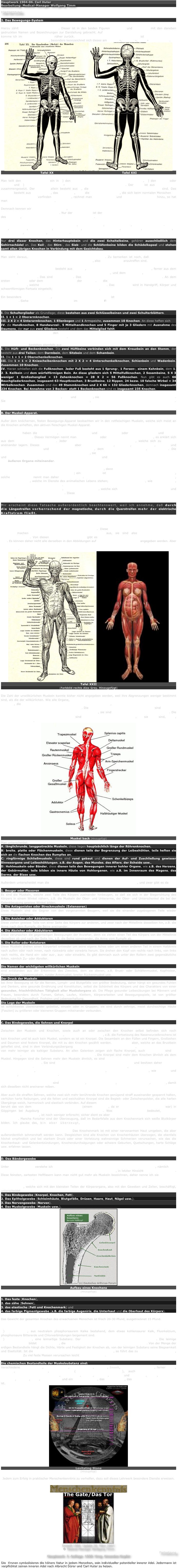 Hauptwerk 1904-06. Carl Huter
Bearbeitung: Medical-Manager Wolfgang Timm

FORTSETZUNG

2. Das Bewegungs-System

Hierzu zählt A der Knochen-Apparat. Dieser ist in den beiden Figuren Tafel XX und Tafel XXI mit den daneben gedruckten Namen und Bezeichnungen zur Darstellung gebracht. Auf die einzelnen Schädel- und Gesichtsknochen komme ich im fünften Lehrbriefe näher zurück. Der Knochen-Apparat oder das Skelett ist beim Manne etwas anders gebaut als beim Weibe, besonders kennzeichnet sich dieses am Becken-, Schädel-, Brust- und Kinnbau.
￼￼
Tafel XX                                                                     Tafel XXI

Man teilt den Knochenapparat ein in a) den knöchernen Kopf mit seinen Einzelknochen, b) den Rumpf oder Stamm und c) die oberen oder Brust- und die unteren oder Bauchglieder. Der Kopf ist aus 22 Knochen zusammengesetzt. Der Schädel allein besteht aus 8, die durch feste Nähte miteinander verbunden sind. Das Gesicht besteht aus 14 Knochen, das macht 22, dazu die zweimal 16 Zähne, die sich beim normalen Menschen im Ober- und Unterkiefer vorfinden = 32 Zähne, rechnet man 1 Zungenbein und 8 Gehörknöchelchen hinzu, so hat man = 9 + 32 = 41 Nebenknochen.

Demnach kennen wir insgesamt 8 Schädel-, 14 Gesichtsknochen = 22, 1 Zungenbein = 23, 8 Gehörknöchelchen = 31 + 32 Zähne = 63 Kopfknochen. Nur der Unterkiefer ist der einzig bewegliche Knochen des Kopfes bezw. des Gesichts, alle übrigen sind fest miteinander verbunden.

Die einzelnen 22 Kopfknochen sind: 1 Stirnbein, 2 Scheitelbeine, 2 Schläfenbeine, 1 Hinterhauptsbein. 1 Keil-bein, 1 Siebbein, 2 Tränenbeine, 1 Pflugscharbein, 2 freie Nasenmuscheln, 2 Jochbeine, 2 Oberkieferbeine, 2 Gaumenbeine, 2 Nasenbeine, 1 Unterkiefer.

Nur drei dieser Knochen, das Hinterhauptsbein und die zwei Scheitelbeine, gehören ausschließlich dem Gehirnschädel an. Das Keil-, das Stirn-, das Sieb- und die Schläfenbeine bilden die Schädelkapsel und stehen samt allen übrigen Knochen in Verbindung mit dem Gesichtsbau.

Man sieht daraus, welche Bedeutung dem Gesichtsbau zukommt. Zu bemerken ist noch, daß bei geistig sehr begabten Menschen die hinteren vier Backenzähne fehlen, also nur 28 Zähne anzutreffen sind.

Das Knochengerüst des Rumpfes besteht aus 7 Hals-, 12 Rücken- und  5 Lendenwirbeln = 24, ferner aus dem Kreuzbein, das aus 5 miteinander verschmolzenen Wirbeln besteht, und dem Steißbein, das ebenfalls aus 5 Einzelknochen besteht. Das sind 34 Knochen. Das Kreuzbein verbindet sich mit den Beckenwirbeln. An dem ersten Halswirbel oder dem Atlas verbindet sich der Schädel. An die zwölf Brustwirbel der Wirbelsäule sind 12 Rippen geheftet, welche mit dem Brustbein den Brustkorb bilden. Das Brustbein wird in Handgriff, Körper und schwertförmigen Fortsatz eingeteilt; 15 + 39 + 58 = 102 Knochen.

Ein besonders nach vorn kräftig, rund und breit gebauter Brustkorb ist das Zeichen einer  gesunden Körper-verfassung. Siehe anatomische Physiognomik im fünften Lehrbrief!

An den Brustkorb verbinden sich vier Abteilungen der Brustglieder, nämlich:
I. Die Schulterglieder als Grundlage; diese bestehen aus zwei Schlüsselbeinen und zwei Schulterblättern.
II. 1 + 1 = 2 Oberarmknochen.
III. 2 X 2 = 4 Unterarmknochen, 1 Ellenbogen und 1 Armspeiche, zusammen 10 Knochen. An diese heften sich
IV. die Handknochen, 8 Handwurzel-, 5 Mittelhandknochen und 5 Finger mit je 3 Gliedern mit Ausnahme des Daumens, der nur aus zwei Gliedern besteht und dem das Mittelglied fehlt.
27 X 2 = 54 Handknochen mit den 10 Knochen der drei angegebenen Grundglieder der Brust = 66 Brust-gliederknochen. 66 + 102 = 168 Knochen.

Die Bauchglieder bestehen ebenfalls aus vier Abteilungen:
I. Die Hüft- und Beckenknochen. Die zwei Hüftbeine verbinden sich mit dem Kreuzbein an den Stamm, der besteht aus drei Teilen: dem Darmbein, dem Sitzbein und dem Schambein.
II. Die 1 + 1 = 2 Oberschenkelknochen.
III. Die 1 + 1 = 2 Kniescheibenknochen mit 2 X 2 = 4 Unterschenkelknochen, Schienbein und Wadenbein. Zusammen 10 Knochen.
IV. Hieran schließen sich die Fußknochen. Jeder Fuß besteht aus 1 Sprung-, 1 Fersen-, einem Kahnbein, dem 1. 2. 3. Keilbein und dem würfelförmigen Bein. An diese gliedern sich 5 Mittelfußknochen, 2 Sesambeine, 5 X 3 weniger 1 Großzehenglied = 13 Zehenknochen = 28 X 2 = 56 Fußknochen. Nun gibt es auch 66 Bauchgliederknochen, insgesamt 63 Hauptknochen, 3 Brustbeine, 12 Rippen, 24 bezw. 10 falsche Wirbel = 34 Wirbelknochen. Zusammen sind das 49 Stammknochen und 2 X 66 = 132 Gliederknochen, demnach insgesamt 234 Knochen. Bei Annahme von 2 Becken- statt 1 Beckenknochen sind es insgesamt 235 Knochen.

Die Knochen geben dem Körper Ruhe, Halt und Festigkeit, sie bilden daher die Grundlage der ganzen Gestalt. Sie sind bei allen Bewegungen die passiven Ruhepunkte, die den Bewegungen Würde und Ebenmaß verleihen.


B. Der Muskel-Apparat.

Außer dem knöchernen, festen Bewegungs-Apparat beobachten wir in den rotfleischigen Muskeln, welche sich meist an die Knochen anheften, den aktiven fleischigen Muskel-Apparat.

Die Muskeln haben die Eigenschaft, sich zu verlängern und zu verkürzen oder sich zu strecken und wieder zusammenzuziehen. Dieses Vermögen nennt man Kontraktilität oder Zusammenziehungsfähigkeit, es erklärt sich aus dem Faserbau dieser Organe. Jeder Muskel besteht aus elastischen Fastern, welche sich zu Bündeln aneinander lagern. Dieses Muskelgewebe wird aber von Bindegeweben, Fetteilen, Nervenfasern, Lymph- und Blutgefäßen durchzogen und außerdem mit Flüssigkeit, dem sogenannten Fleischsaft, durchtränkt. Die Muskeln geben dem Körper die schöne plastische Form, sie polstern innere Hohlwände wichtiger Organe aus und verbinden zum Zwecke des Schutzes der Lebenstätigkeit und hauptsächlich der Bewegung alle inneren und äußeren Organe miteinander.

Die Bewegungen unseres Körpers sind nun nicht alle willkürlich, denn nur auf einen Teil der Muskeln können wir willkürlich mit unserem Willen einwirken; ein anderer Teil ist unabhängig von unserem Willenseinflusse, solche Bewegungen nennt man daher unwillkürliche. Diesen unwillkürlichen Bewegungen dienen die glatten, hellroten Muskeln, welche im Dienste des animalischen Lebens stehen; nur wenige von ihnen, wie z.B. das Herz, zeigen Querstreifen an der Oberfläche. Mit Ausnahme des Herzens sind alle ihre Bewegungen langsamer und weniger kraftvoll als die willkürlichen, dunkelroten Muskeln, welche sich meist an die Knochen anheften und unter unserem Willenseinflusse stehen. Diese willkürlichen Muskeln sind sämtlich an ihrer Oberfläche quer gestreift.

Mir erscheint diese Tatsache außerordentlich beachtenswert, weil ich annehme, daß durch die Längsstreifen vorherrschend der magnetische, durch die Querstreifen mehr der elektrische Kraftstrom fließt.

Aus diesem Grunde sind diese willkürlichen oder animalischen Muskeln durchweg fester und stärker gebaut, und sie besitzen mehr Eisen- und Kaligehalt als die organischen vegetativen hellen Muskeln, die nur im Dienste der inneren organischen Lebenstätigkeit stehen. Diese dicken willkürlichen oder animalischen Muskeln machen 35-45 Prozent der ganzen Körpermasse aus, sie sind also ganz außerordentlich entwicklungsfähig. Von diesen willkürlichen Muskeln gibt es im gut entwickelten menschlichen Körper über 500. Es können daher nicht alle derselben in den Abbildungen auf Tafel XXII und Tafel XXIII angegeben werden. Aber die wichtigsten derselben sind hier zur Abbildung gebracht und durch Leitstriche neben jeder Figur genau bezeichnet.
￼￼
Tafel XXII
(Farbbild rechts Alex Grey. Hinzugefügt)

Die Zahl der unwillkürlichen Muskeln konnte bisher nicht angegeben werden, weil ihre Abgrenzungen weniger bestimmt sind, als die der willkürlichen. Wie alle Organe, bestehen auch die Muskeln aus länglichen Einzelzellen mit einem Zellkern, die Zellen der unwillkürlichen Muskeln haben keine Haut, die der willkürlichen sind durch einen dünnen Peripheriüberzug voneinander abgegrenzt. Die Zellen der unwillkürlichen Muskelfasern sind ungefähr 1/4-1/3 Millimeter lang und ungefähr 1/8-1/6 Millimeter breit, sie sind durchweg doppelt so lang als breit. Die Fasern und Zellen der willkürlichen Muskeln sind durchweg ganz erheblich länger, als sie breit sind, oft 5, 10-20 mal und mehr.
￼
Muskel back (Hinzugefügt)
Man unterscheidet:
A) länglichrunde, langgestreckte Muskeln, diese liegen hauptsächlich längs der Röhrenknochen,
B) breite, platte oder Flächenmuskeln, diese dienen teils der Begrenzung der Leibeshöhlen, teils heften sie sich an die flachen Knochen des Rumpfes an,
C) ringförmige Schließmuskeln, diese sind rund gebaut und dienen der Auf- und Zuschließung gewisser Sinnesorgane und Leibeshöhlungen, z.B. der Augen, des Mundes, des Afters, der Scheide usw.,
D) Hohlmuskeln oder Bänder, diese dienen teils den Bewegungen innerer hohler Organe, wie z.B. des Herzens, der Gebärmutter, teils bilden sie innere Häute von Hohlorganen, wie z.B. im Innenraum des Magens, des Darms, der Blase usw.

Außerdem unterscheidet man die Muskeln nach der Art ihrer Bewegungsrichtung selbst, und zwar gibt es da fünf Arten:
1. Beuger oder Flexoren
Es sind die Muskeln, welche zwei Teile des Körpers zueinander hinbeugen, so daß sie sich in der Biegerichtung des Körpers in einem Winkel nähern, z.B. die Muskeln der Ober- und Unterarme, der Ober- und Unterschenkel die bei der Gelenkbeugung gewisse Winkel bilden.
2. Die Antagonisten oder Streckmuskeln (Extensoren)
Diese Muskeln sind die Gegner von den vorgenannten Beugern, weil sie die einander zugebogenen Teile wieder voneinander entfernen.
3. Die Anzieher oder Adduktoren
Diese ziehen gewisse Teile von einer Seite des Körpers zur anderen, und zwar nach der Mittellinie desselben hin, z.B. die Arme nach dem Rumpfe, die Beine aneinander.
4. Die Abzieher oder Abduktoren
Diese verursachen die gegenteiligen Bewegungen der Anzieher, denn sie ziehen einen Teil des Körpers von der Mittellinie desselben ab und nach der Seite hin, z.B. die Beine voneinander, die Arme vom Rumpfe ab.
5. Die Roller oder Rotatoren
Diese Muskeln drehen einen Körperteil entweder um seine eigene Achse oder um einen anderen Teil in einem Halbkreis nach außen oder nach innen, nach rückwärts oder vorwärts herum. Sie drehen den Kopf von rechts nach links, von links nach rechts, die Hand ein- oder aus-, aus- oder einwärts. Es gibt demnach auch unter den Rollern zwei gegensätzliche Arten, nämlich Zu- oder Abroller.

Die Namen der wichtigsten willkürlichen Muskeln
sind entstanden aus der Erkenntnis des Zweckes, dem sie dienen, z.B. Brust- oder Schläfenmuskel, Kopfnicker, Fingerbeuger, Lippenmuskeln, runder Armmuskel, breiter Rückenmuskel usw.
Der Druck der Muskeln
bei ihrer Bewegung ist für die Nerven, Lymph- und Blutgefäße von größter Bedeutung, daher hängt ein gesundes Fühlen und Denken, eine gesunde Ernährung und Konstitution, selbst die Schönheit des Körpers und des Charakters von einer gesunden, frischfröhlichen Tätigkeit aller Muskelorgane ab. Die Pflege gesunder Leibesübungen bei Männern und Frauen, besonders durch Turnen, Gehen, Laufen, Klettern, Körperarbeiten und Bewegungsspiele, ist von größter Bedeutung für Gesundheit, Frohsinn und Lebenserhaltung.
Die Lage der Muskeln
ist schichtweise übereinander gebettet, einzeln oder in Gruppen; sie sind durch sehnige, meist durchsichtige Häute (Faszien) zu größeren oder kleineren Gruppen miteinander verbunden.


C. Das Bindegewebe, die Sehnen und Knorpel

Zwischen den Muskeln und Knochen, sowie auch an oder zwischen den Knochen selbst befinden sich noch Zwischenglieder und Übergangsorgane, die Sehnen und Knorpel, z.B. die Fortsetzung des Nasenwurzelknochens ist kein Knochen und ist auch kein Muskel, sondern es ist ein Knorpel. Die Sesambein an den Füßen und Fingern, Großzehen und Daumen sind festere Knorpel, die mit zu den Knochen gezählt werden. Die Rippen aber, welche an das Brustbein geheftet sind, sind in dem Verbindungsübergang weder Knochen noch Knochenknorpel, sondern Sehnenknorpel von mehr leimiger als kalkiger Substanz. An allen Gelenken zeigen sich flache Knorpel, auch die Zähne sind in Hohlknorpel, mit ihren Wurzeln in die Kiefern eingesenkt. Die Knorpel sind mehr dem Knochen ähnlich als dem Muskel. Hingegen sind die Sehnen mehr den Muskeln ähnlich, es sind die ganz besonderen Übergangsorgane der Muskeln zu den Knochen. Sie sind die Anhefter der Muskeln an die Knochenhäute und besitzen daher weniger Elastizität als diese. Bei Gicht z.B. erkranken mehr die Knochen und Knorpel, bei Gelenkrheumatismus die Sehnen und Knorpel, bei Muskelrheumatismus nur die Muskeln, bei Nervenrheumatismus, wie Ischias und Neuraligie, nur gewisse Nerventeile.

Die Gelenke der Knochen selbst sind mit einer öligen, fettigen Substanz, der Gelenkschmiere, angefüllt, damit sich dieselben nicht aneinaner reiben.

Aber auch die straffen Sehnen, welche zwei sich mehr berührende Knochen genügend straff auseinander gespannt halten, verhüten harte Reibungen, und die fetten und weichzähen Knorpel sind die Begleit- oder Zwischenpolster, die alle harten Übergänge weich, harmonisch und elastisch verbinden. Auf diesem Natursystem der Mechanik unserer Körperglieder beruht das von dem genialen Geheimrat HESSING (einem Nichtarzt, da er früher Tischler und Töpfer war) in Göggingen bei Augsburg erfundene orthopädische Heilsystem. Was das Knochenmark bedeutet, das die Röhrenknochen ausfüllt, ist noch weniger erforscht; sicher dient es aber als Reservematerial der Lebenskraft und Lebenslust. Manche Forscher sind der Überzeugung, daß im Bedarfsfalle aus dem Knochenmark sich weiße Blutkörper bilden. Ich glaube das, bin aber überzeugt, daß das Knochenmark eine starke unbewußte Lebensimpulskraft enthält, welche als Spann- oder Strahlkraft dem Menschen Lust-, Lebens- und Bewegungsimpuls verleiht. Das Knochenmark ist mit einer nervenarmen Haut umgeben, die aber außerordentlich schmerzhaft werden kann. Desgleichen sind alle Knochen von Knochenhäuten überzogen, die ebenfalls höchst empfindlich und bei starkem Druck oder einer Verletzung wahnsinnige Schmerzen verursachen, wie das die Knochenhaut- und Gelenkentzündungen, Knochendurchsägungen oder schwere Geburten, Quetschungen, harte Schläge usw. erfahren lassen.


D. Das Bändergewebe

Unter Bändergewebe verstehe ich einen Teil der animalischen und auch der vegetativen Muskeln, nämlich ihre Übergänge von den Hauptmuskeln zu den Zwischen- oder Endgeweben, in letzter Hinsicht z.B. zu den Häuten. Diese feinsten, zartesten Heftfasern kann man nicht gut mehr als Muskeln bezeichnen, daher nenne ich sie das Band- oder Bändergewebe.

Die Histologie, welche sich mit den kleinsten Teilen der Körperorgane, also mit den Geweben und Zellen, beschäftigt, unterscheidet vier verschiedene Gewebsarten:
1. Das Bindegewebe (Knorpel, Knochen, Fett).
2. Das Epithelgewebe (Schleimhäute, Blutgefäße, Drüsen, Haare, Haut, Nägel usw.).
3. Das Nervengewebe (Nerven).
4. Das Muskelgewebe (Muskeln usw.).
￼
Aufbau eines Knochens
(Hinzugefügt)
Unter Bindegewebe unterscheidet man 4 Arten:
1. Das feste (Knochen),
2. das zähe (Sehnen),
3. das elastische (Fett und Knochenmark) und
4. das farbige Pigmentgewebe (z.B. die farbige Augeniris, die Unterhaut und die Oberhaut des Körpers).

Das Gewicht der gesamten Knochen des erwachsenen Menschen ist frisch 20-30 Pfund, ausgetrocknet 15 Pfund.

Die chemischen Bestandteile der Knochensubstanz sind:
A) Knochenerde, aus neutralem phosphorsaurem Kalke bestehend, dem etwas kohlensaurer Kalk, Fluorkalzium, phosphorsaure Bittererde und Chlorverbindungen beigement sind.
B) Knochenknorpel, eine leimartige Substanz. Der frische Knochen enthält 23 Prozent Wasser. Die leimige Knorpelsubstanz bildet ungefähr 1/3, die Knochenerde 2/3 der gesamten Knochensubstanz. Von der Menge der erdigen Bestandteile hängt die Dichte, Härte und Festigkeit der Knochen ab, von der leimigen Substanz seine Biegsamkeit und Elastizität. Ist die leimige Knochenmasse größer als die erdig-feste, so führt das zu Knochenerkrankungen, Rachitis usw. Zu viel feste Massen verursachen leicht Knochenbrüche.

Die chemischen Bestandteile der Muskelsubstanz sind:
Verschiedene Eiweißkörper, Kohlenhydrate, als: Glykogen, Dextrin, Inosit, Traubenzucker usw., ferner Fette, Lezithin, Fleischmilchsäure, Fettsäuren (Ameisen- und Essigsäure), auch stickstoffhaltige Zer-setzungsprodukte der Eiweißkörper, als: Karnin, Sarkin, Xanthin, Kreatin und Kreatinin, Salze, besonders Kalisalze, Wasser, Gase, Kohlensäure und ein roter Farbstoff, das Hämoglobin, das eisen- und sauerstoffhaltig ist.
￼
Levitating Stone
(Hinzugefügt)
Jedem zum Erfolg in praktischer Menschenkenntnis zu verhelfen, dazu soll dieses Lehrwerk besondere Dienste erweisen.

￼
￼
Erstellt 1994. Update 26. März 2007.
© Medical-Manager Wolfgang Timm
Fortsetzung
Hauptwerk. 2. Auflage. 1929. Hrsg. Amandus Kupfer

Die  Kronen symbolisieren die höhere Natur in jedem Menschen, sein individueller potentieller innerer Adel. Jedermann ist verpflichtet seinen inneren Adel nach Albrecht Dürer und Carl Huter zu heben.